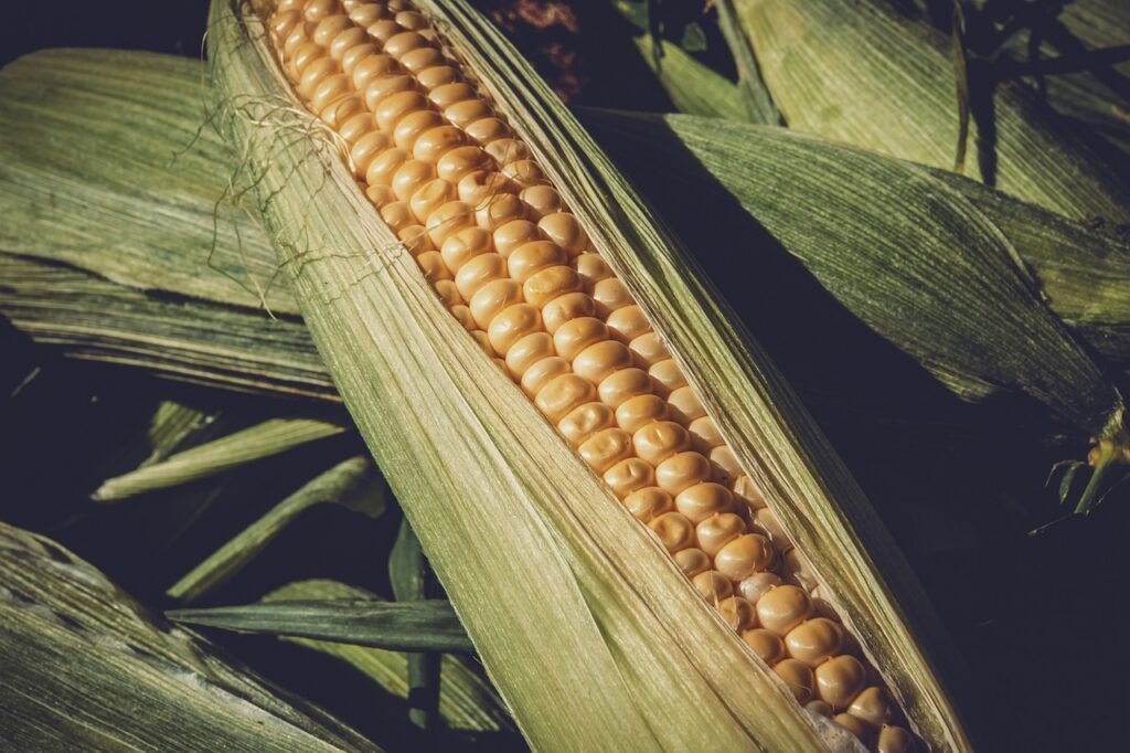 baby corn nutrition