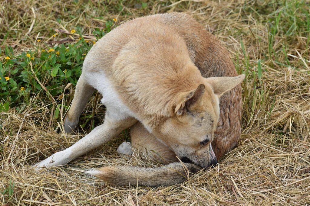 natural remedies for dog itching relief