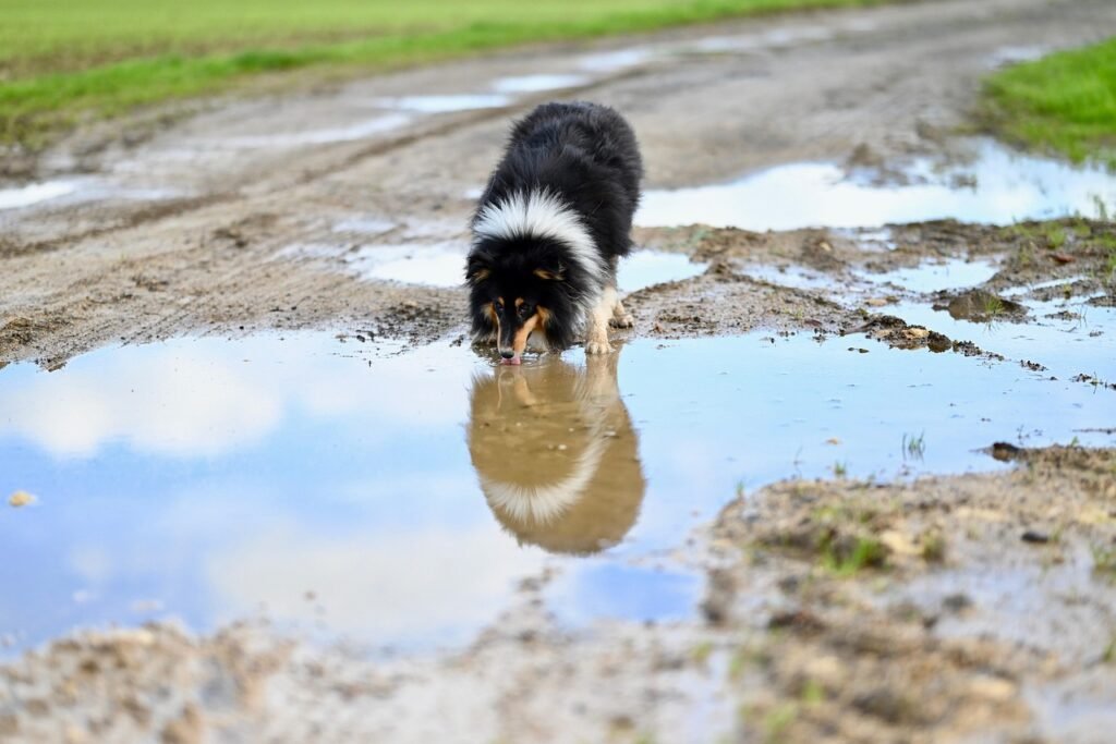 natural remedies for dog itching relief