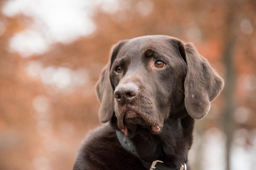 natural antibiotics for dogs